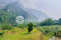 Má mư cuối hạ kim bôi hòa bình