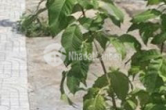 Đất ở sông thao đường to đẹp