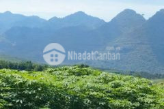 View đẹp hơn 3000m2 có 400m2 thổ cư hòa bình