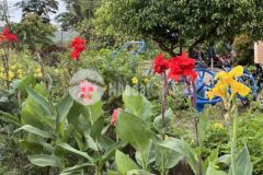 Chính chủ ngộp bán nhanh 3sào 2 mặt tiền đường