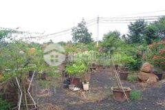 Nhượng lại farm tại ea kao