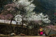 Cần bán gấp đất chân núi lảo thẩn tại y tý sapa