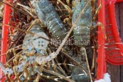 5x24 đô thị được nộp thuế nông nghiệp