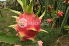 Em chuyên bán đất bình thuận giá rẻ ac lh em nhé