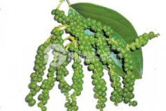 Mua bán đất phú quốc