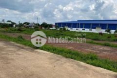 Bán gấp 02 lô 5 5x43m đất sổ săn  ngay sau công ty