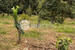 Bán 6300m vườn sầu riêng