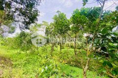 Bán hơn 2 công mặt tiền lộ cái chanh thuộc ấp phú lộc, đông phú, châu thành, hậu giang