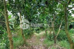 Bán vườn nhãn 25.000m² đường 4m, xã hỏa tiến, tp. vị thanh, hậu giang, 210tr1.000m²