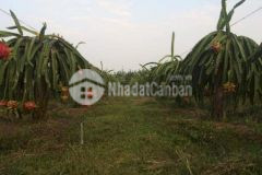 Bán đất mặt tiền lộ đường tỉnh 926, gần chợ trường long tây, châu thành a, hậu giang, mặt tiền lộ 19