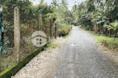 Bán miếng vườn siêu đẹp thuộc ấp phụng sơn, xã tân long, huyện phụng hiệp, tỉnh hậu giang.