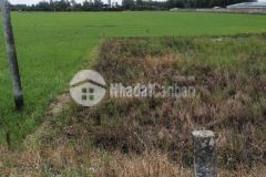 Bán 2000m2 đất lúa xã bình thành h phụng hiệp hậu giang