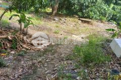 Bán nhanh lô đất rẫy có sẵn 50 gốc xoài và keo cam tân giá chỉ 320 triệu