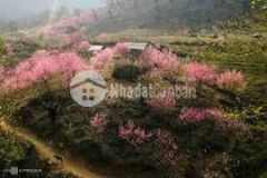 Cần bán gấp đất chân núi lảo thẩn tại y tý sapa