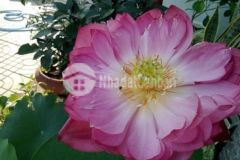 Mặt tiền quốc lộ kinh doanh buôn bán