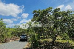 Bán vườn điều đang cho thu hoạch