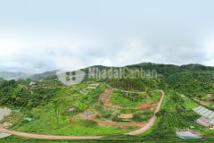 Đât đâu đeo mimosa, đương ô tô view đep gia đâu tư p10 đa lat