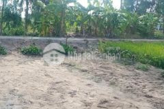 Cần bán nhanh 1062.5 m2 đất nông nghiệp địa chỉ đường ấp 8, xã lương tâm, long mỹ hậu giang.