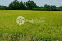 Bán 23.000m2 đất lúa, lộ 2m, xã long bình, long mỹ, hậu giang