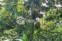 Vườn sầu riêng giá rẻ iu thương chính chủ