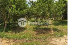 Cần bán đất vườn thường tín