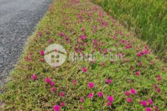 352m2 đất vườn cạnh ql50 chỉ 860 triệu