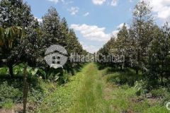 Lô đất vườn 2500m2 có 100m2 thổ cư tp long khánh