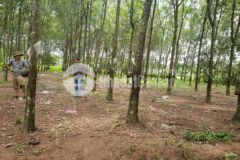 Chinh chu ban 1 sao 2 mt vanh đai 4