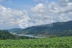 Đất tân lạc lâm đồng 10 x 75m 200m2 thổ 1 25 tỷ