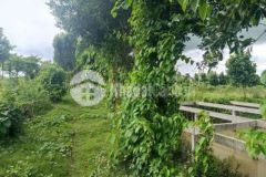 Bán vườn giáp tp long xuyên ngộp vốn giá đầu tư