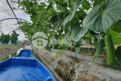 Bán nhà vườn sinh thái đã đầu tư hoàn chỉnh