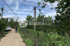 Chính chủ bán đất vườn mít xã lâm san cẩm mỹ