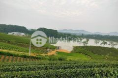 Cần chuyển nhượng gấp 100 cp công ty tại mỹ bằng, yên sơn,tuyên quang giá tốt