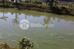 20 000 m2 2 hetta đất trồng cây lâu năm