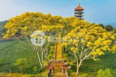 Đất nền tp bảo lộc lâm đồng