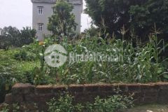 Cần bán 137m trục chính thôn 2 tân xã