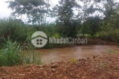 Đât sầu riêng buôn hồ đẹp giáp nhiều suối lớn