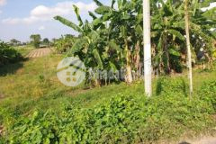 Cần bán 1 5 công mặt tiền đường lên chợ vườn xoài