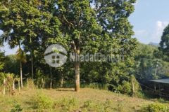 Bán đất lạc sơn hoà bình chỉ gần 700tr