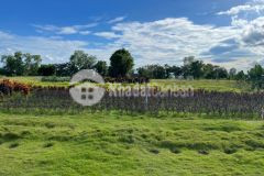 Bán đất nằm sát bên công viên safari rạng đông, đường vô tận đất, điên nước đầy đủ. lh xem sổ ạ