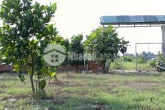 Bán vườn cây ăn trái 1000m2 đường vườn thơm hbc