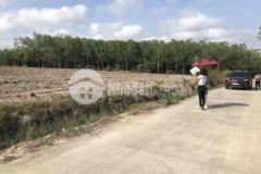 Chính chủ bán 2000m2 thạch màng tân lợi đồng phú