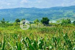 Có đầu tư là có lời chỉ với 900 sở hữu ngay 1000m2