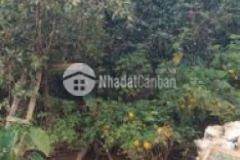 Cần bán 48m2 đât tại p 6 tp đà lạt