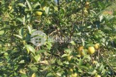 1996m đất thị trấn giá rẻ dg rộng cach qlo6 900m