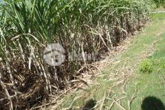 350 triệu5 740m2 cây hằng năm phủ hồng xã sơn hà