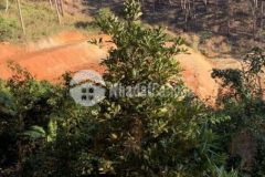 Đất xuân thọ gần thác hang cọp