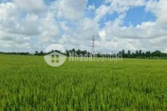 Bán 818m2 đất trồng cây lâu năm xã phước hậu