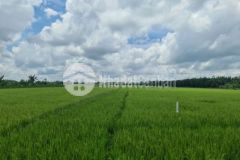 Cần bán đất tại tam bình vĩnh long