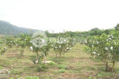 Nền lộ đal ấp vĩnh phong xã vĩnh quới, tx ngã năm.